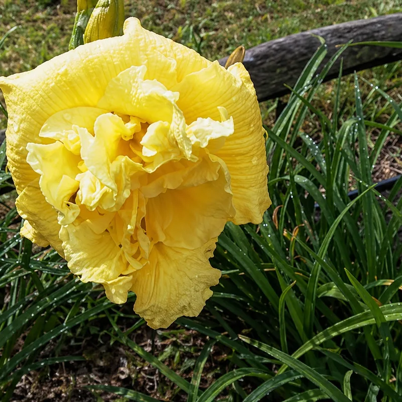 Blooms Within AHS image
