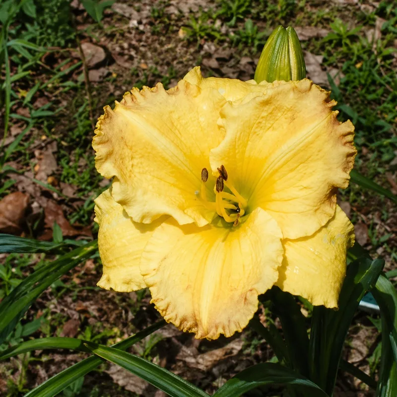 Smuggler's Gold daylily bloom
