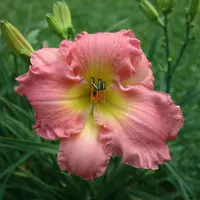 South Sea Enchantment AHS image