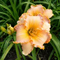 Spacecoast Starburst AHS image