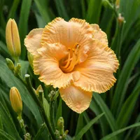 Spacecoast Tiny Perfection AHS image
