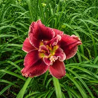 Stellar Double Rose AHS image