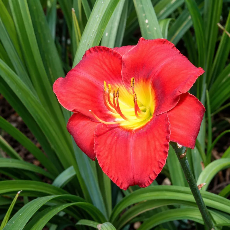 Sultry Siren daylily bloom