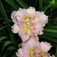Thing of Beauty AHS image