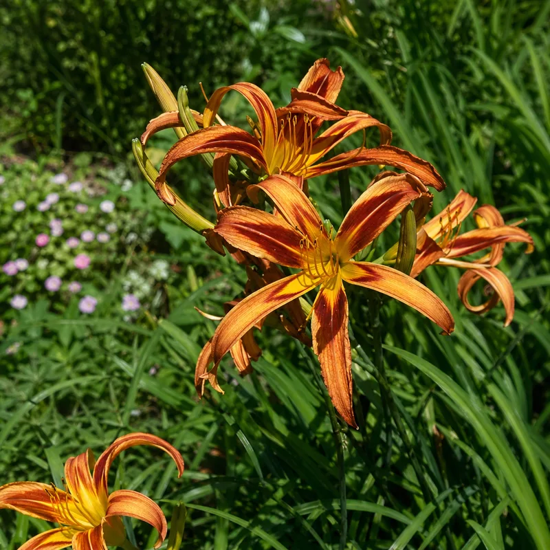 Tigereye Spider AHS image