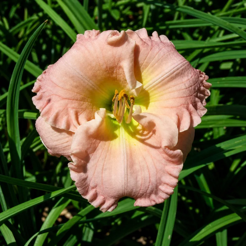 Bonny Pink Ruffles