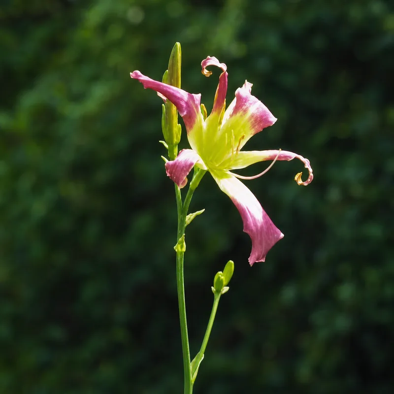 Dance on the Wind