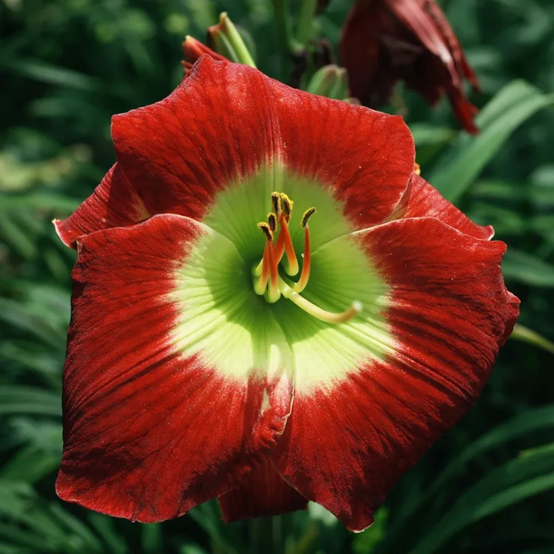 Warrior King daylily bloom
