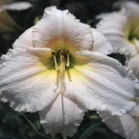 White Perfection AHS image