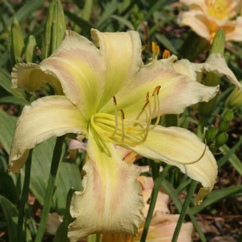 Wiregrass Greenstar
