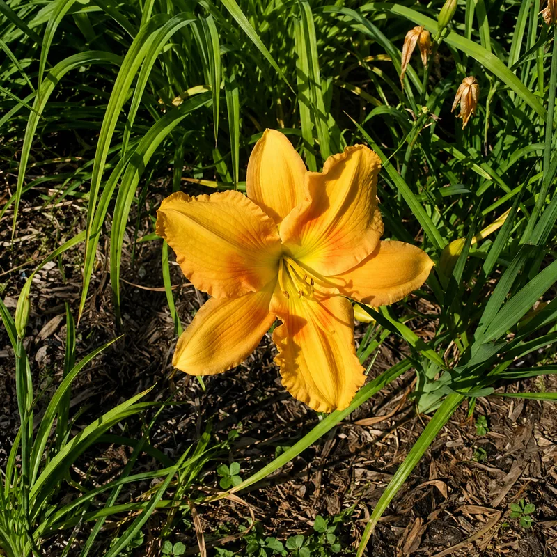 Zuni Eye daylily bloom