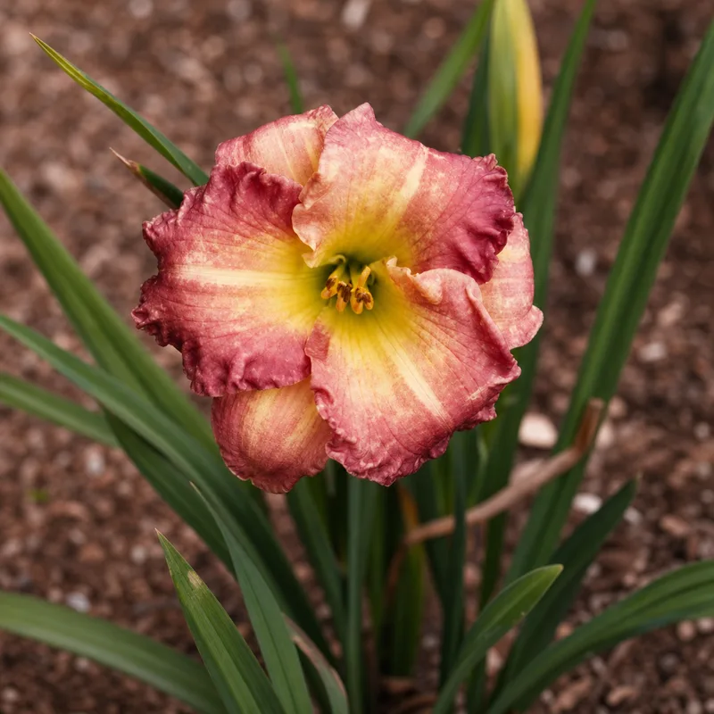 Abundant