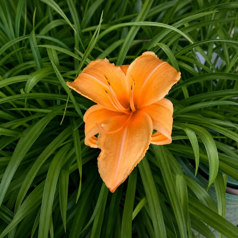 Aglow
