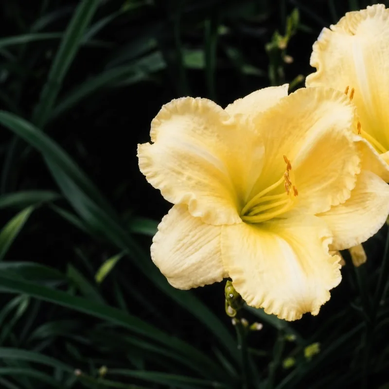 Bright Splendor