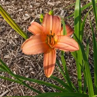 Almond Pink AHS image