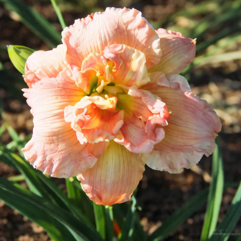 Almond Puff AHS image