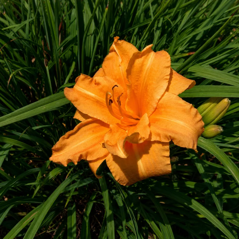 Alusta