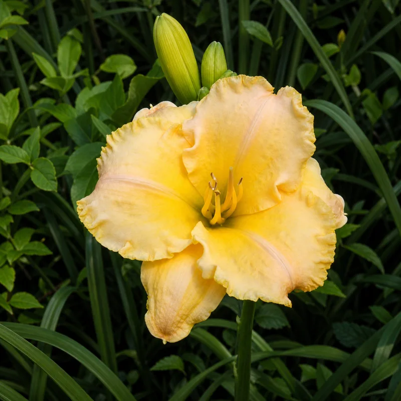 Brookwood Apricot Nectar
