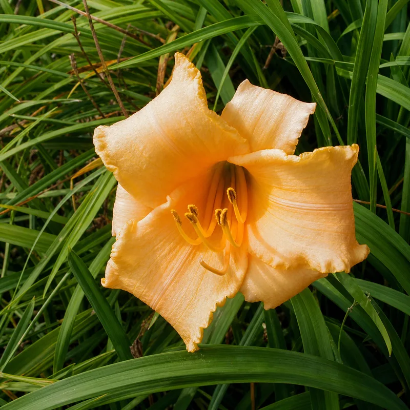 Apricot Angel