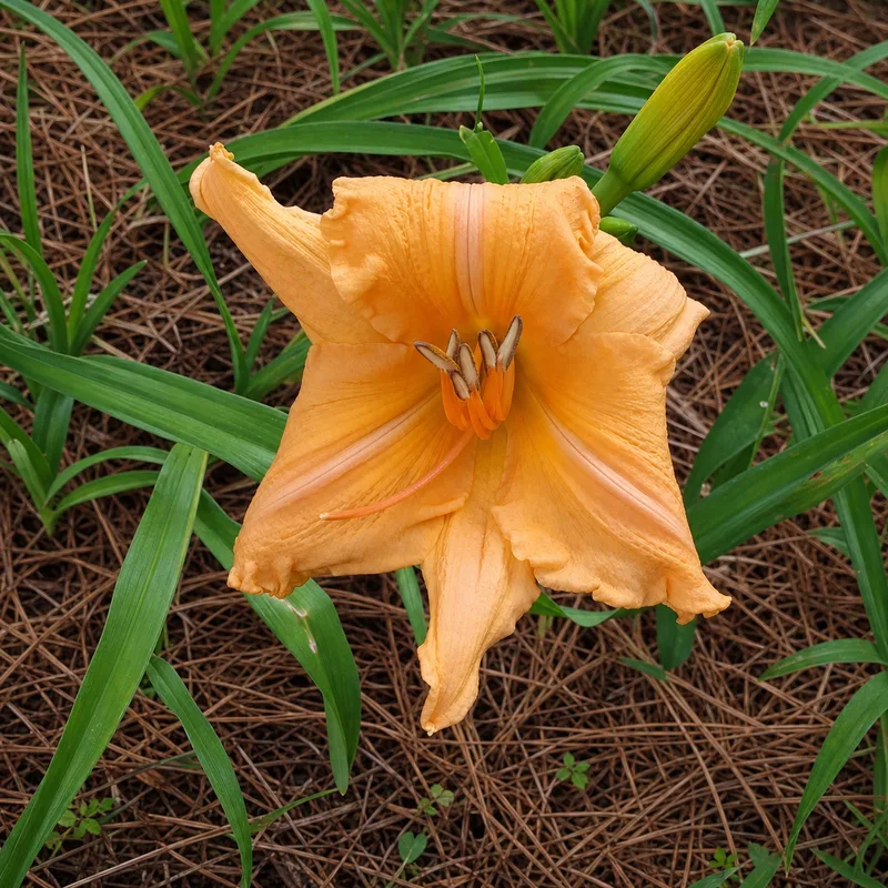 Apricot Charmer