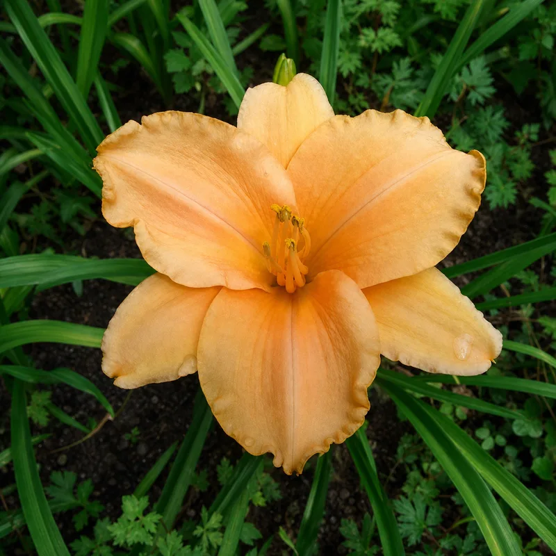 Apricot Peace