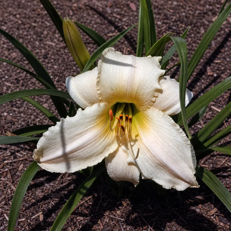 Arkansas Moonglow