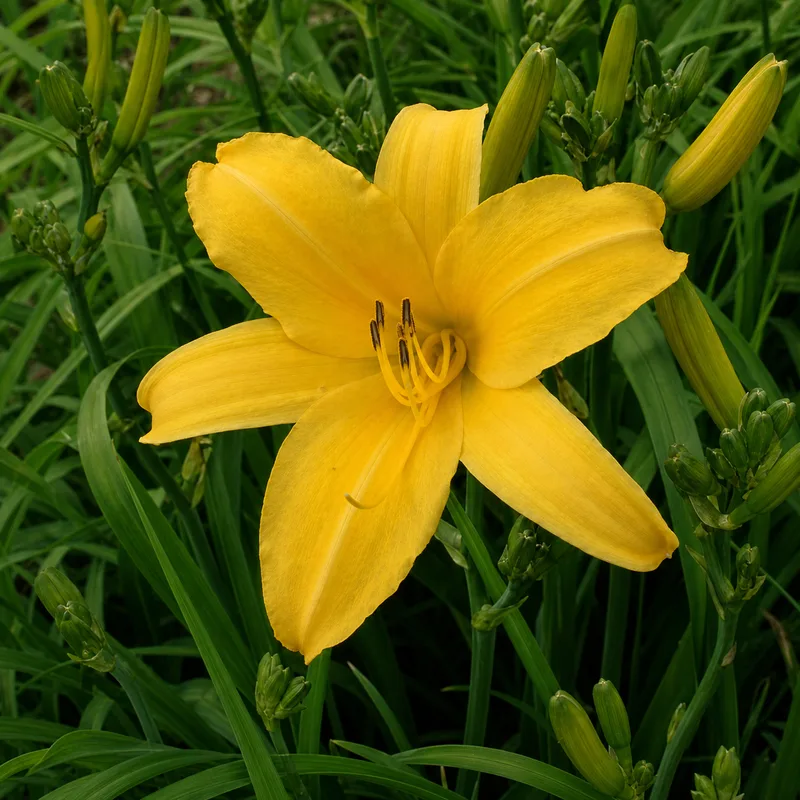 August Bright