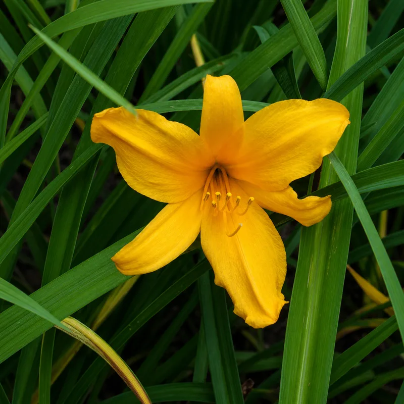 August Orange