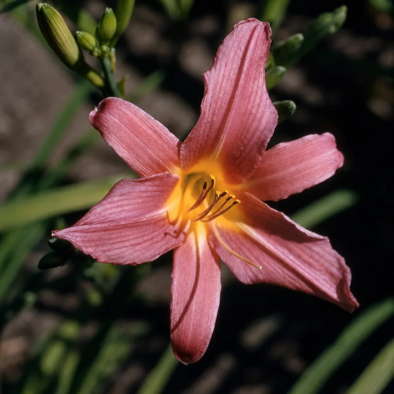 August Pink