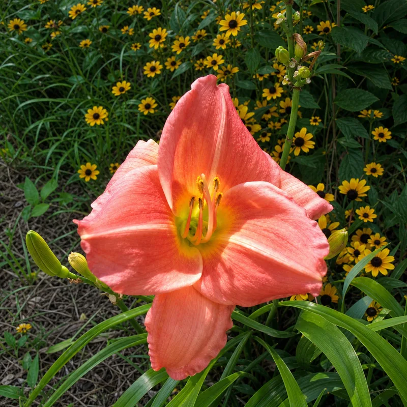 August Queen