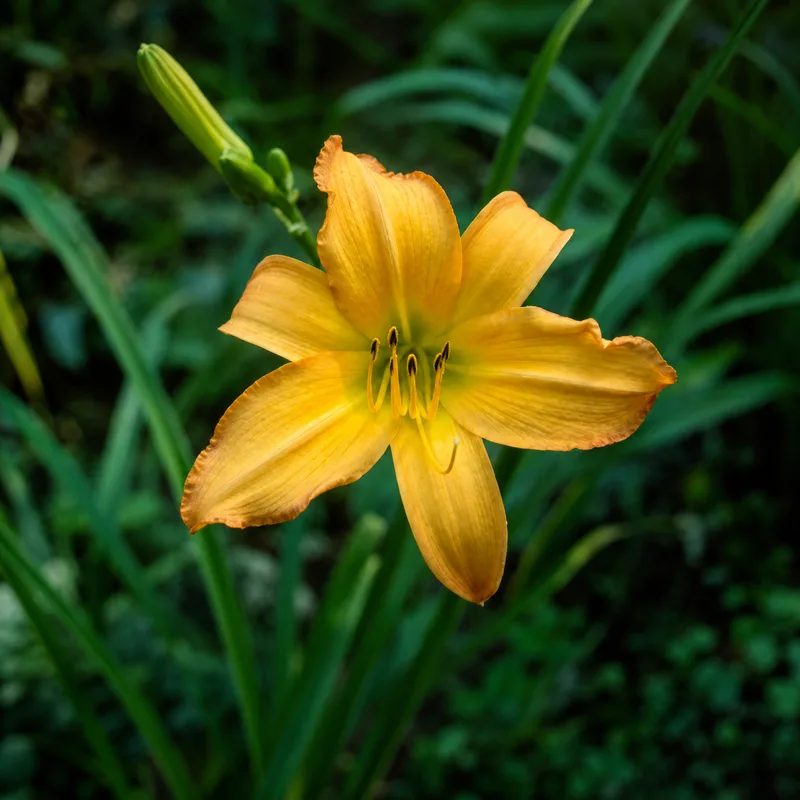 August Star