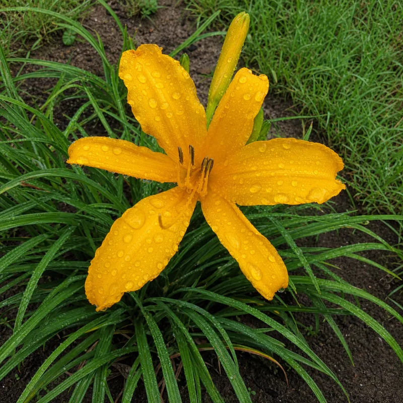 Aztec Gold