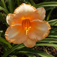 Bahama Butterscotch AHS image