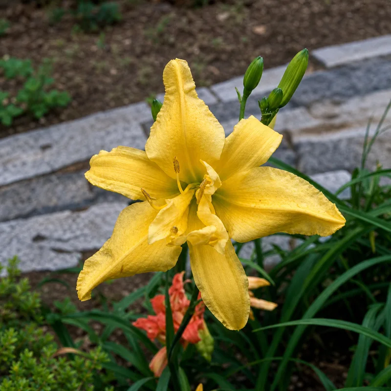 Balls of Gold