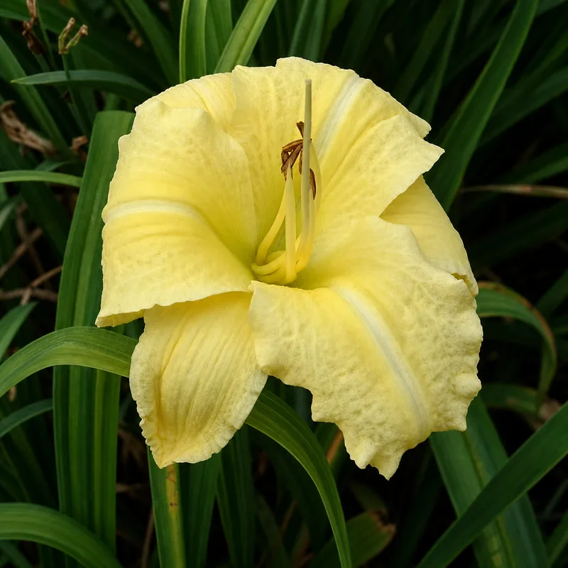 Bamboo Lemon Drop