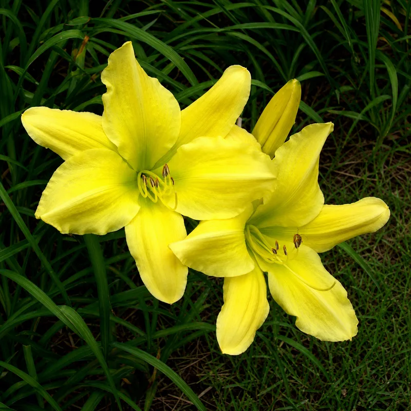 Baroody