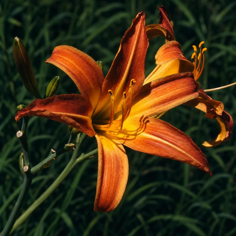 Beacon Flame
