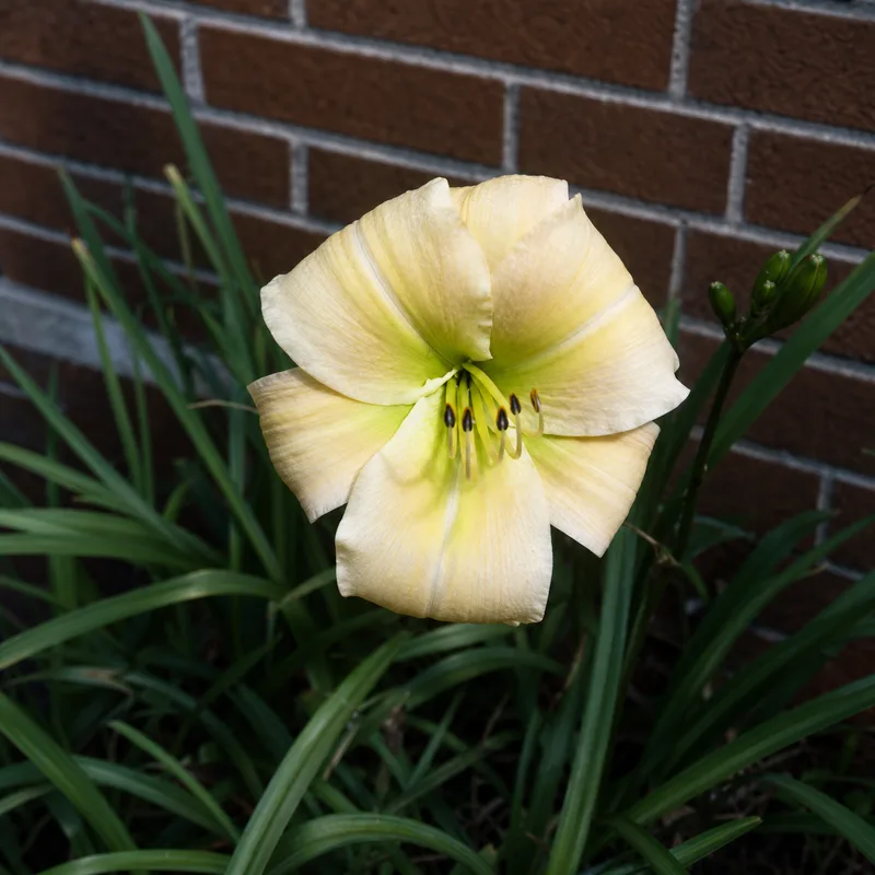 Beauty Within