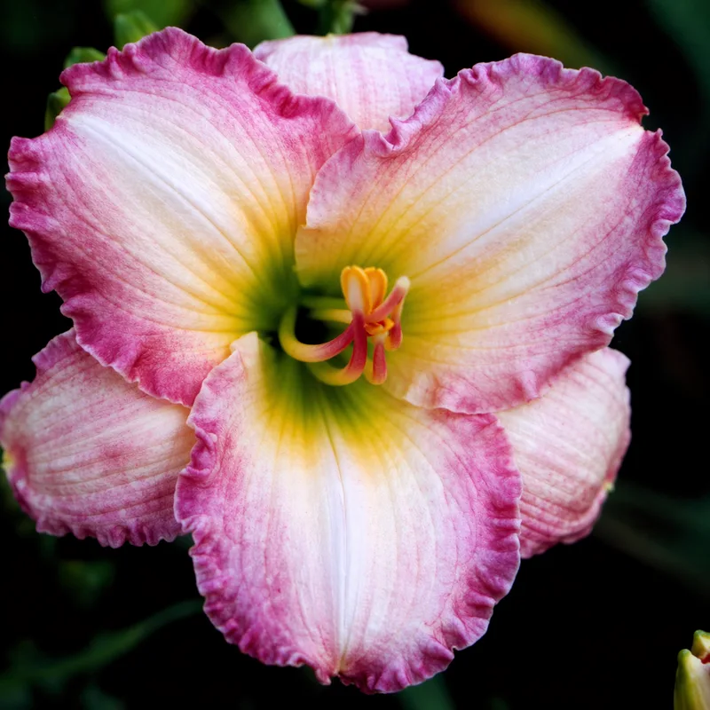 Frosted Vintage Ruffles daylily bloom