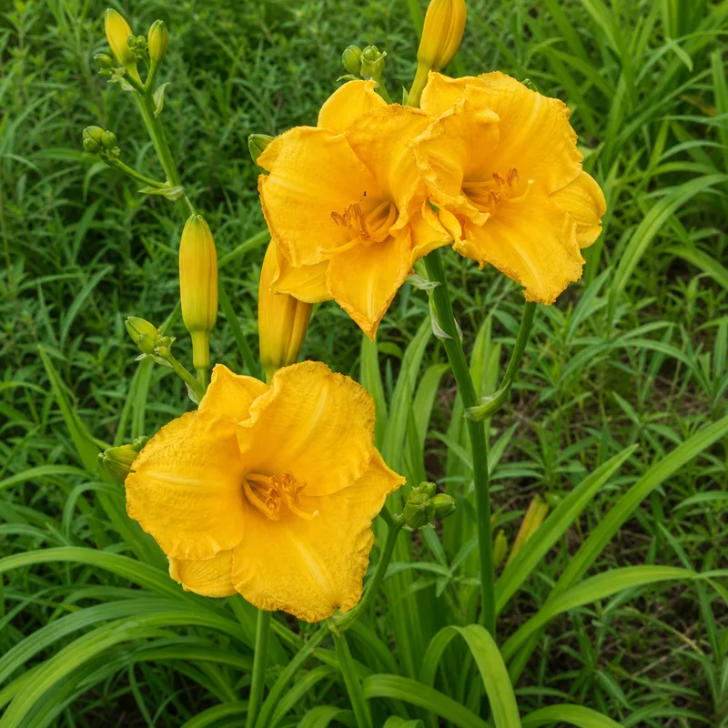 Belle Amber