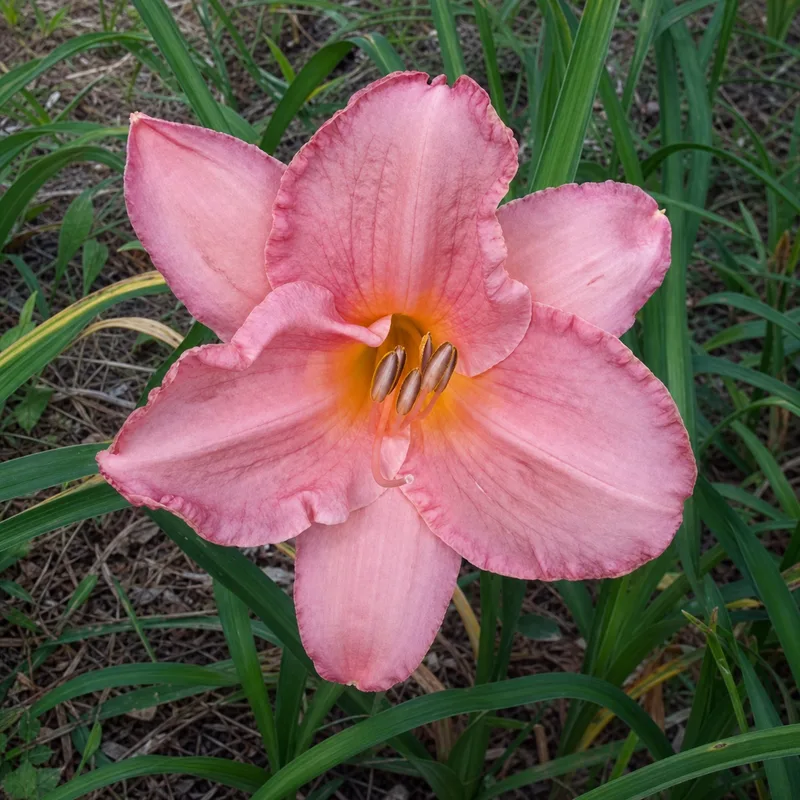 Belle Fleur