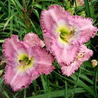 Palace Garden Beauty AHS image