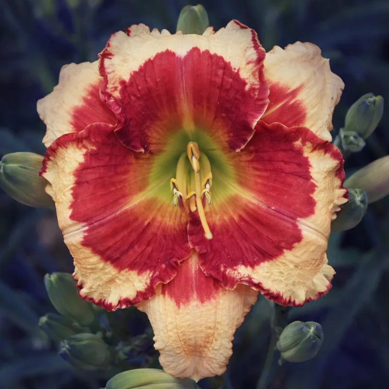 Rodeo Sweetheart daylily bloom