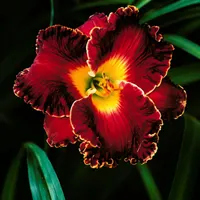 Pure Indulgence AHS image