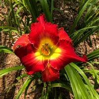 Panama Scarlet AHS image