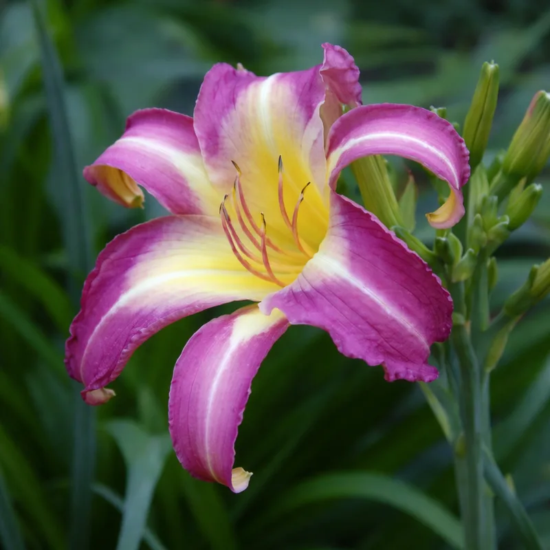 Greywoods Toothache Purple AHS image