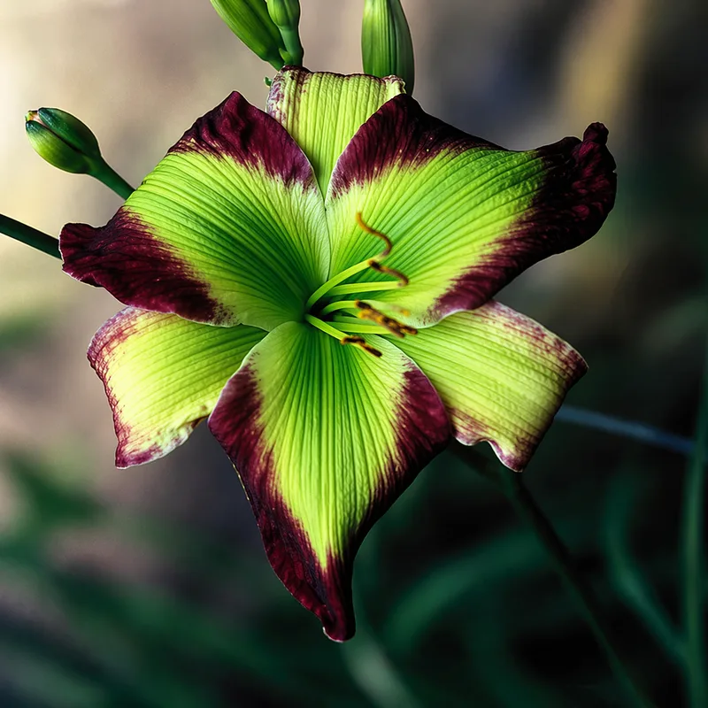 Emerald Starburst AHS image