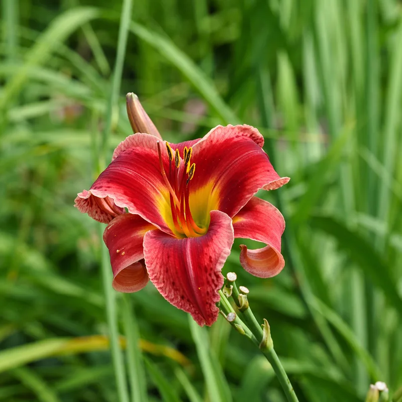 Beaufort Slim Pitkin daylily bloom