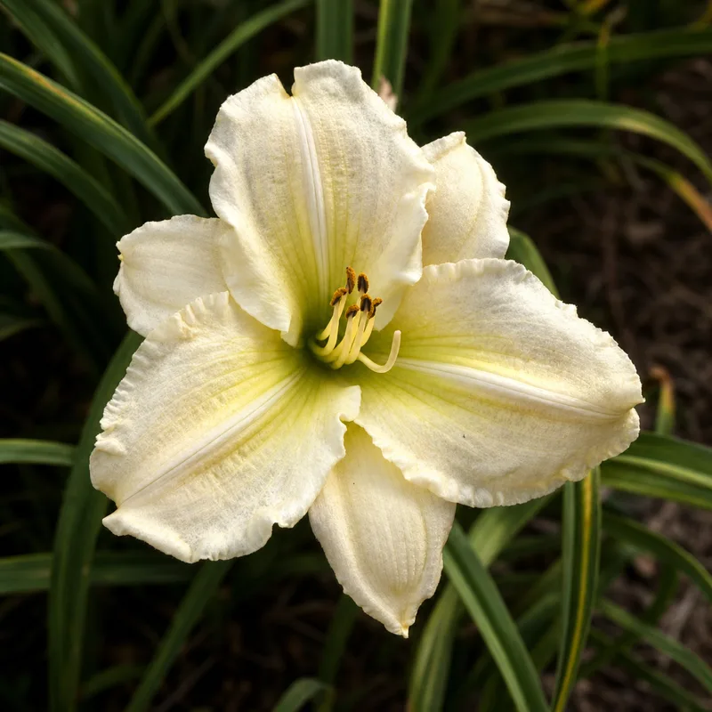 Bertha Beauty