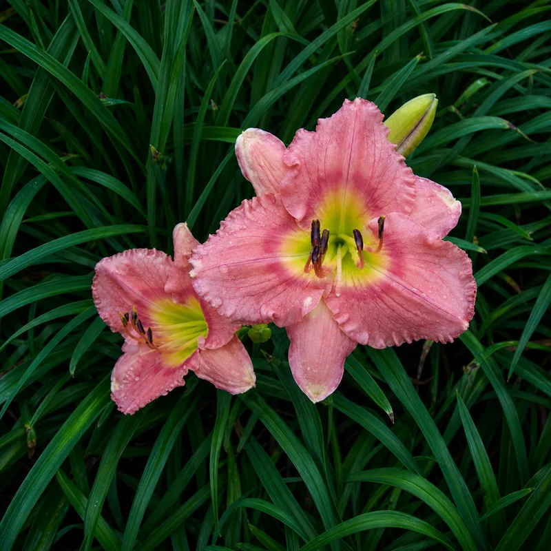 Ashcombe's Pink Delight